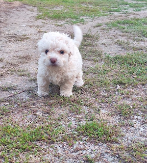 cățeluși bichon frise - imagine 5