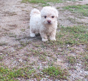 cățeluși bichon frise - imagine 2
