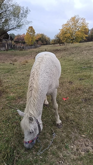 Armasar de vanzare