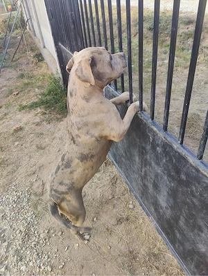 Femela American bully ABKC - imagine 2