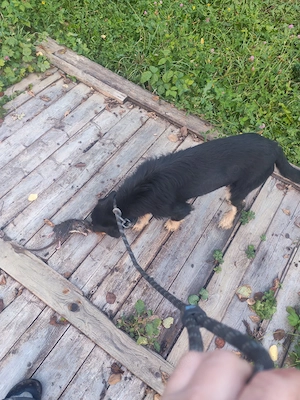 Câine de vânătoare jagdterrier 