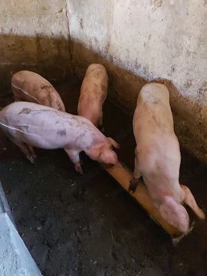 Purcei de vânzare