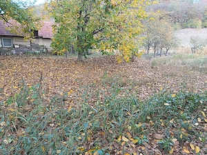 Teren intravilan loc de casă 7.800 mp-Conop, jud. Arad - imagine 2