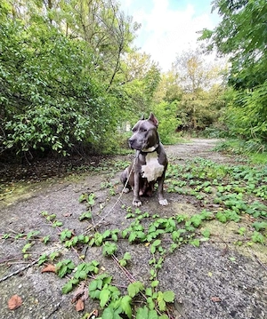 Catei American bully xl