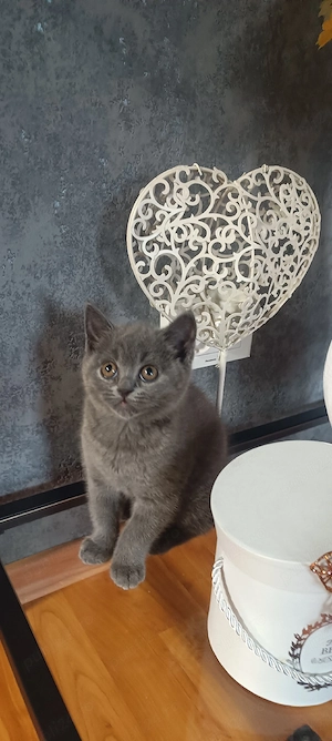 British shorthair