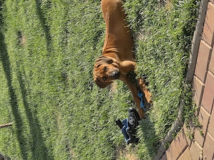 Femela Rhodesian Ridgeback - imagine 2