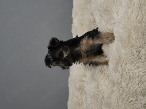 Yorkshire terrier, doua fetite  isi cauta o noua familie iubitoare  - imagine 3
