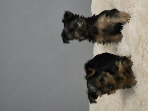Yorkshire terrier, doua fetite  isi cauta o noua familie iubitoare  - imagine 4