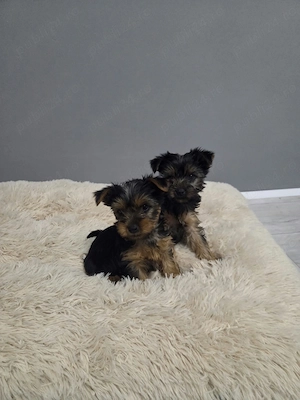 Yorkshire terrier, doua fetite  isi cauta o noua familie iubitoare  - imagine 2