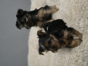 Yorkshire terrier, doua fetite  isi cauta o noua familie iubitoare  - imagine 5