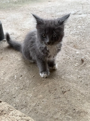 Maine Coon (2x masculi si 2  femele) - imagine 4