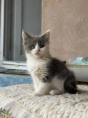 Maine Coon (2x masculi si 2  femele) - imagine 2