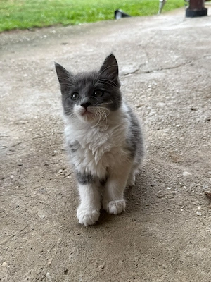 Maine Coon (2x masculi si 2  femele) - imagine 3