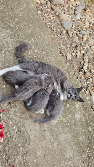 Maine Coon (2x masculi si 2  femele) - imagine 5