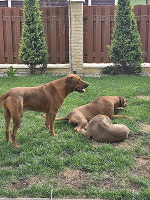 Femela Rhodesian Ridgeback - imagine 5