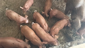 Vând purcei duroc,Bazna cu duroc ,pietrean - imagine 4