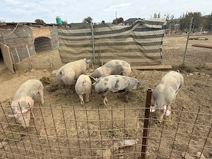 Vând purcei duroc,Bazna cu duroc ,pietrean
