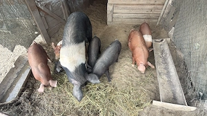Vând purcei duroc,Bazna cu duroc ,pietrean - imagine 5