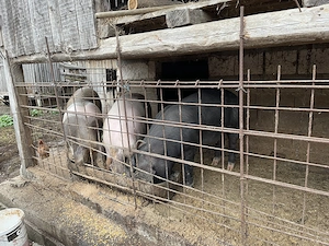 Porci de vânzare,porcii se alfă în Județul Bistrița Năsăud com  Șieu nr tel    - imagine 2