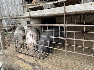 Porci de vânzare,porcii se alfă în Județul Bistrița Năsăud com  Șieu nr tel    - imagine 4