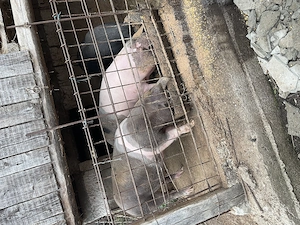 Porci de vânzare,porcii se alfă în Județul Bistrița Năsăud com  Șieu nr tel   