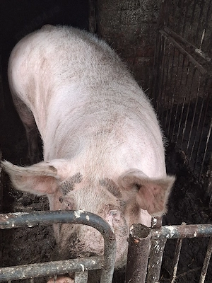 Porc de vinzare 13 lei