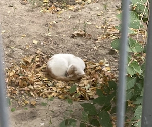 Un motănel în vârstă de 3 luni are nevoie de adopție urgentă