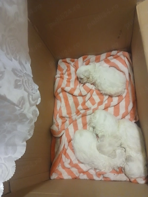 Bichon maltez pui