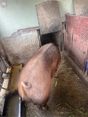 porc duroc pentru sacrificat 