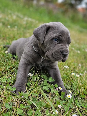 Pui cane corso blue 