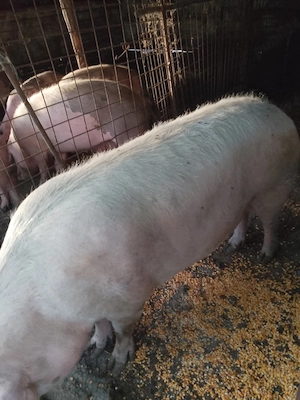Porci +250 kg