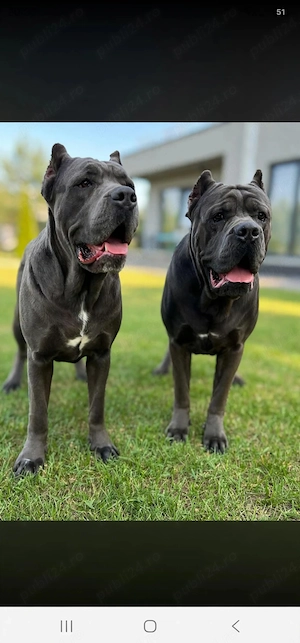 Pui cane corso blue  - imagine 3