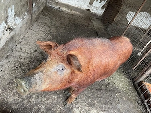 Porci mangalita  - imagine 2