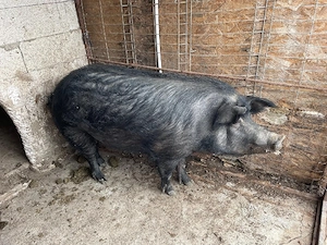 Purcea mangalita 