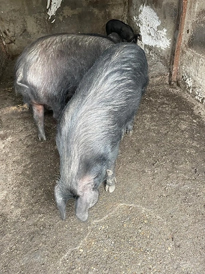 Vand purcele si porci