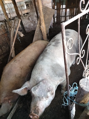 Porci de vânzare 