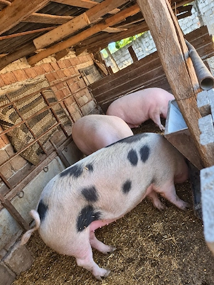 vand porci pe diferite categorii de vârstă  - imagine 5