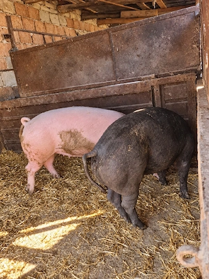 vand porci pe diferite categorii de vârstă  - imagine 2