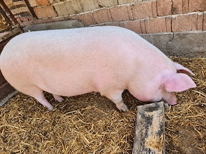 vand porci pe diferite categorii de vârstă  - imagine 4