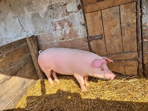 vand porci pe diferite categorii de vârstă 