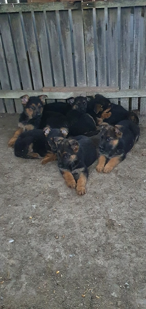 Ciobănesc german- linie de lucru 