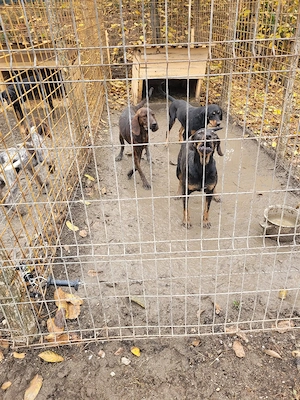 Câini de vânătoare 