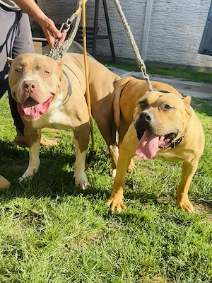 American bully xl fetiță - imagine 4