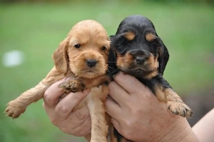 Catelusi Cocker Spaniel furnizor autorizat pe baza de factura fiscala