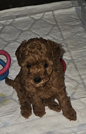 Caniche pitic  Poodle mini  - imagine 3