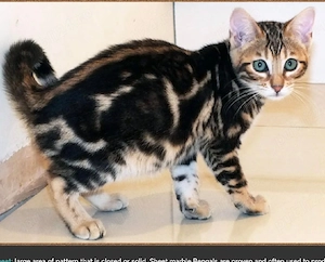  Bengal brown marble female - imagine 2