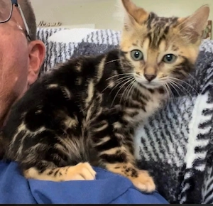  Bengal brown marble female - imagine 5