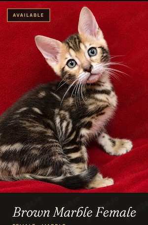 Bengal brown marble female