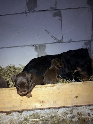 femela  jagd terrierjagdterrier 