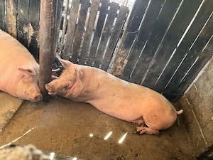vand porci - 18 lei kg